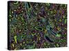 Kidney Cells, Light Micrograph-Thomas Deerinck-Stretched Canvas