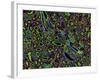 Kidney Cells, Light Micrograph-Thomas Deerinck-Framed Photographic Print