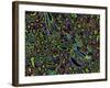 Kidney Cells, Light Micrograph-Thomas Deerinck-Framed Photographic Print