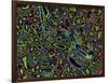 Kidney Cells, Light Micrograph-Thomas Deerinck-Framed Photographic Print