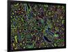 Kidney Cells, Light Micrograph-Thomas Deerinck-Framed Photographic Print