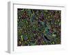 Kidney Cells, Light Micrograph-Thomas Deerinck-Framed Photographic Print