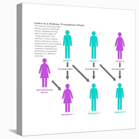 Kidney Chain Chart-Gwen Shockey-Stretched Canvas