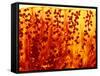 Kidney Filtering Units, Light Micrograph-Dr. Keith Wheeler-Framed Stretched Canvas