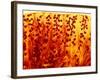 Kidney Filtering Units, Light Micrograph-Dr. Keith Wheeler-Framed Photographic Print