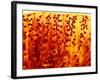 Kidney Filtering Units, Light Micrograph-Dr. Keith Wheeler-Framed Photographic Print