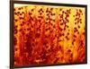 Kidney Filtering Units, Light Micrograph-Dr. Keith Wheeler-Framed Photographic Print