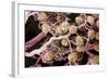 Kidney Glomeruli, SEM-Steve Gschmeissner-Framed Premium Photographic Print