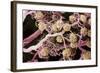 Kidney Glomeruli, SEM-Steve Gschmeissner-Framed Premium Photographic Print