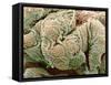 Kidney Glomeruli, SEM-Steve Gschmeissner-Framed Stretched Canvas