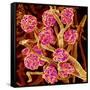 Kidney Glomeruli, SEM-Susumu Nishinaga-Framed Stretched Canvas