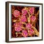 Kidney Glomeruli, SEM-Susumu Nishinaga-Framed Premium Photographic Print