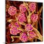 Kidney Glomeruli, SEM-Susumu Nishinaga-Mounted Premium Photographic Print