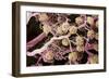 Kidney Glomeruli, SEM-Steve Gschmeissner-Framed Photographic Print