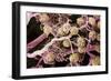 Kidney Glomeruli, SEM-Steve Gschmeissner-Framed Photographic Print