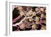 Kidney Glomeruli, SEM-Steve Gschmeissner-Framed Photographic Print