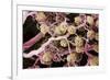 Kidney Glomeruli, SEM-Steve Gschmeissner-Framed Photographic Print