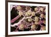 Kidney Glomeruli, SEM-Steve Gschmeissner-Framed Photographic Print