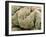 Kidney Glomeruli, SEM-Steve Gschmeissner-Framed Photographic Print