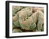 Kidney Glomeruli, SEM-Steve Gschmeissner-Framed Photographic Print