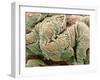 Kidney Glomeruli, SEM-Steve Gschmeissner-Framed Photographic Print