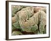 Kidney Glomeruli, SEM-Steve Gschmeissner-Framed Photographic Print