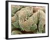 Kidney Glomeruli, SEM-Steve Gschmeissner-Framed Photographic Print