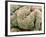 Kidney Glomeruli, SEM-Steve Gschmeissner-Framed Photographic Print