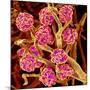 Kidney Glomeruli, SEM-Susumu Nishinaga-Mounted Photographic Print