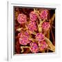 Kidney Glomeruli, SEM-Susumu Nishinaga-Framed Photographic Print