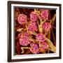 Kidney Glomeruli, SEM-Susumu Nishinaga-Framed Photographic Print