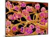 Kidney Glomeruli, SEM-Susumu Nishinaga-Mounted Photographic Print