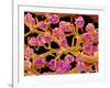 Kidney Glomeruli, SEM-Susumu Nishinaga-Framed Photographic Print