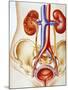 Kidney Infection-John Bavosi-Mounted Photographic Print