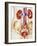 Kidney Infection-John Bavosi-Framed Photographic Print