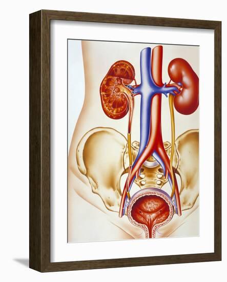 Kidney Infection-John Bavosi-Framed Photographic Print