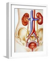 Kidney Infection-John Bavosi-Framed Photographic Print