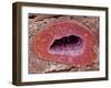 Kidney Tubule, SEM-Steve Gschmeissner-Framed Photographic Print