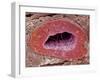 Kidney Tubule, SEM-Steve Gschmeissner-Framed Photographic Print