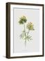 Kidney-Vetch (Chromolitho)-Frederick Edward Hulme-Framed Giclee Print