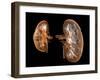 Kidneys, Artwork-PASIEKA-Framed Photographic Print