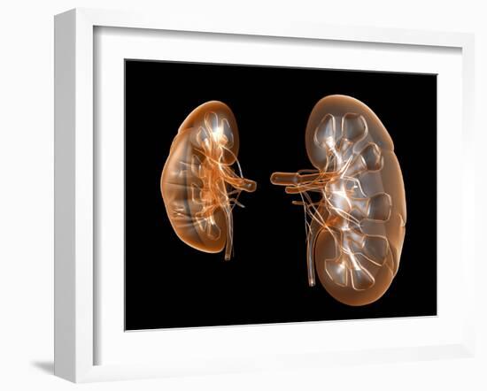 Kidneys, Artwork-PASIEKA-Framed Photographic Print