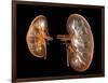 Kidneys, Artwork-PASIEKA-Framed Photographic Print