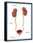 Kidneys, Ureter & Urinary Bladder, Illustration-Monica Schroeder-Framed Stretched Canvas