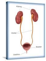 Kidneys, Ureter & Urinary Bladder, Illustration-Monica Schroeder-Stretched Canvas