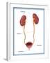 Kidneys, Ureter & Urinary Bladder, Illustration-Monica Schroeder-Framed Giclee Print