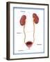 Kidneys, Ureter & Urinary Bladder, Illustration-Monica Schroeder-Framed Giclee Print