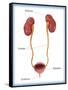 Kidneys, Ureter & Urinary Bladder, Illustration-Monica Schroeder-Framed Stretched Canvas