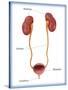 Kidneys, Ureter & Urinary Bladder, Illustration-Monica Schroeder-Stretched Canvas