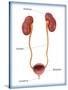 Kidneys, Ureter & Urinary Bladder, Illustration-Monica Schroeder-Stretched Canvas